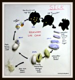 Silk Worm Project – Lil P in her 1st standard.