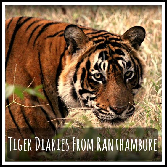 tiger diaries ranthambore