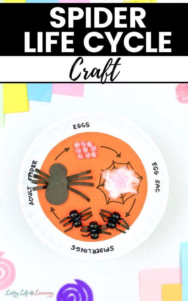 Here are some snazzy spider crafts for kids to try for Save a Spider Day or for Halloween. Make spiders out of paper, pipe cleaners & more!